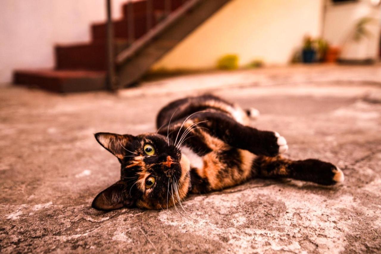 Villa Eshta サンジョアン エクステリア 写真
